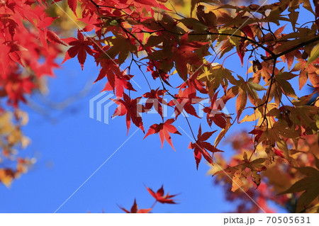 紅葉 薬師寺 足立区伊興 紅葉 薬師寺 足立区伊興 70505631