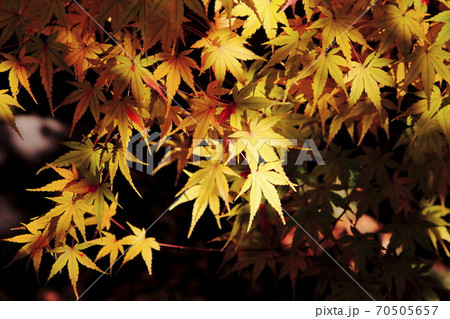 紅葉　薬師寺　足立区伊興 70505657