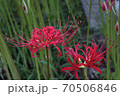 彼岸花 70506846