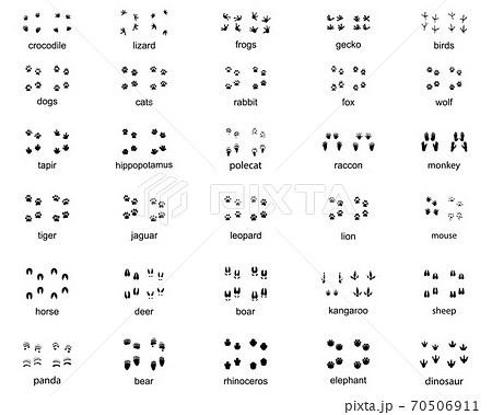 Set of footprints of wild animals on a white background	 70506911