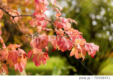 Viburnum bush with red berries and red autumn leaves Viburnum bush with red berries and red autumn leaves 70508451