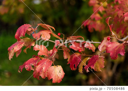 Viburnum bush with red berries and red autumn leaves 70508486