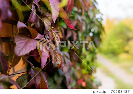 Autumn colored branch of wild grapes with red yellow and green leaves 70508487