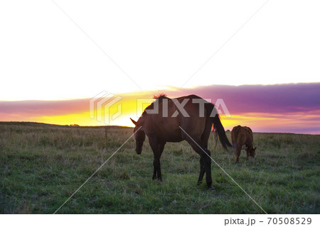 Pampas sunset landscape, La Pampa, Argentina Pampas sunset landscape, La Pampa, Argentina 70508529