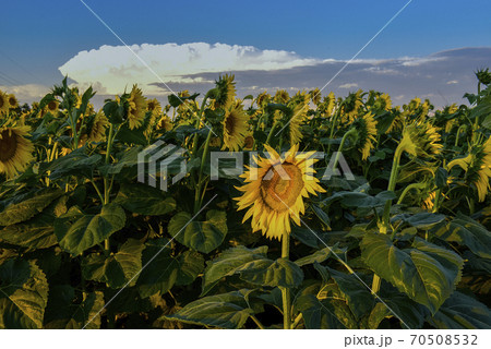 Sunflower cultivation.La Pampa Argentina Sunflower cultivation.La Pampa Argentina 70508532