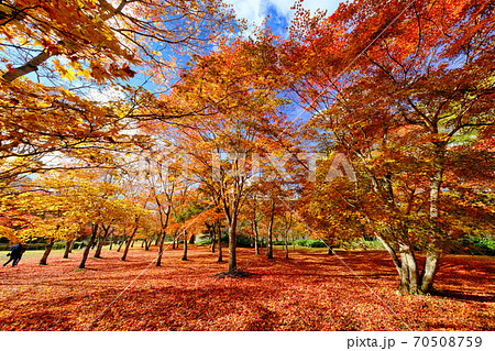 北海道の紅葉 北海道の紅葉 70508759