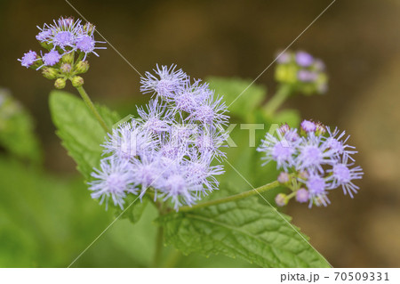 アゲラタムの花 70509331
