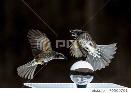 野生動物 野鳥 鳥 70509701