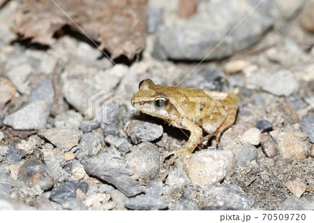 タゴガエル 70509720