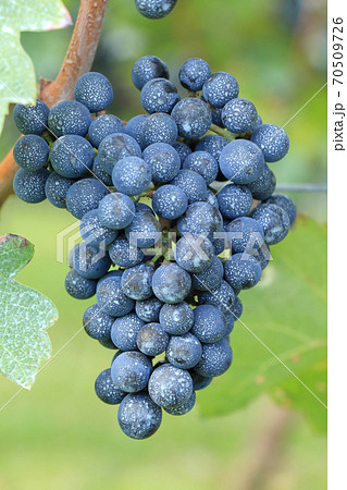 ワイン用ブドウ カベルネ・ソーヴィニヨン ワイン用ブドウ カベルネ・ソーヴィニヨン 70509726