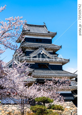 長野県松本市 松本城(天守と桜) 長野県松本市 松本城(天守と桜) 70509742