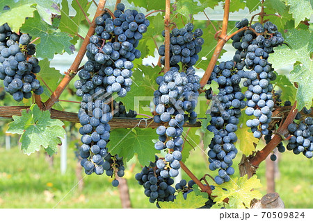 ワイン用ブドウ カベルネ・ソーヴィニヨン ワイン用ブドウ カベルネ・ソーヴィニヨン 70509824