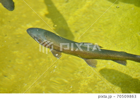 飛騨大鍾乳洞の岩魚たちの楽園で泳ぐ岩魚の姿 飛騨大鍾乳洞の岩魚たちの楽園で泳ぐ岩魚の姿 70509863