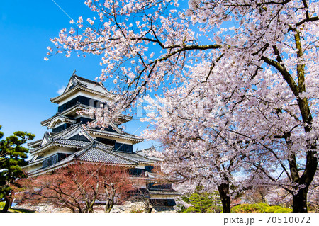 長野県松本市 松本城(天守と桜) 長野県松本市 松本城(天守と桜) 70510072