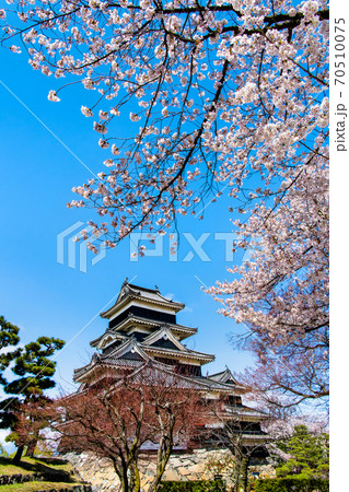 長野県松本市　松本城（天守と桜） 70510075