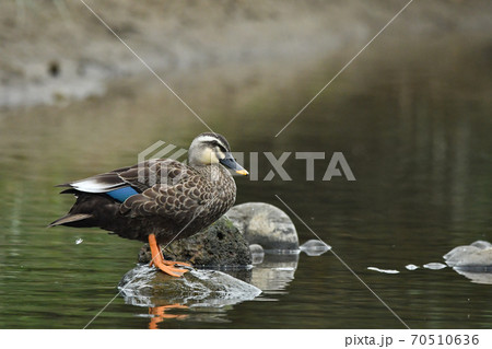 カルガモ 70510636