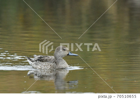 オナガガモ 70510655