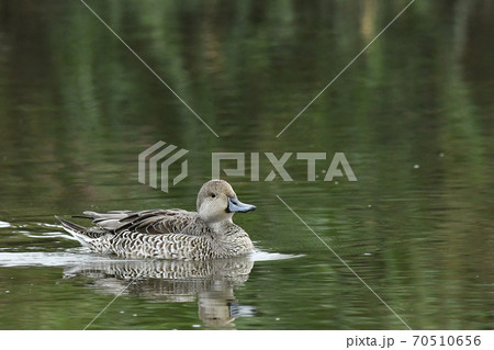 オナガガモ 70510656