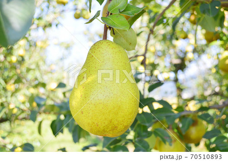 枝に生っているラフランス 枝に生っているラフランス 70510893