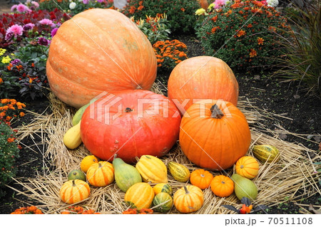 10月 調布630カボチャ(南瓜)・ウリ科・ハロウィン(ペポ種)・京王 