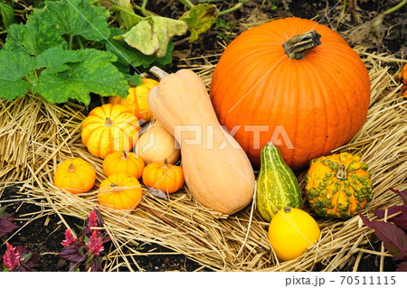 10月 調布625カボチャ(南瓜)・ウリ科・ハロウィン(ペポ種)・京王アンジェ 10月 調布625カボチャ(南瓜)・ウリ科・ハロウィン(ペポ種)・京王アンジェ 70511115