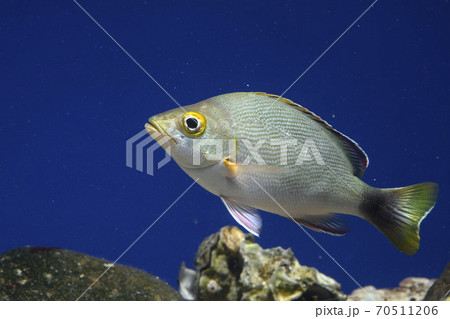 フエダイ ヒメフエダイ 幼魚 フエダイ ヒメフエダイ 幼魚 70511206