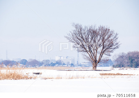 「埼玉県」見沼田んぼに佇む一本の木と雪景色 「埼玉県」見沼田んぼに佇む一本の木と雪景色 70511658