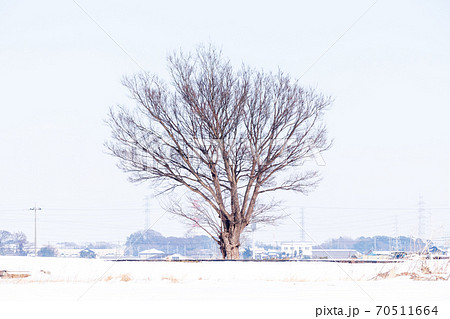 「埼玉県」見沼田んぼに佇む一本の木と雪景色 「埼玉県」見沼田んぼに佇む一本の木と雪景色 70511664