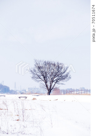 「埼玉県」見沼田んぼに佇む一本の木と雪景色 「埼玉県」見沼田んぼに佇む一本の木と雪景色 70511674