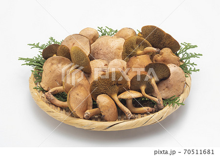 きのこ アミタケ きのこ アミタケ 70511681