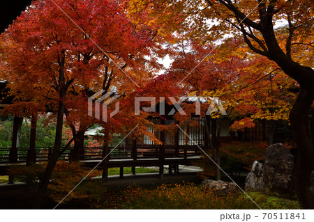 建仁寺の紅葉 70511841
