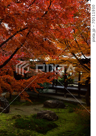 建仁寺の紅葉 建仁寺の紅葉 70511930