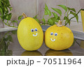 カボチャと仲間たち13 70511964