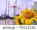 保育園の園庭で咲いているひまわり 70512181
