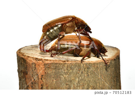 コガネムシ 70512183