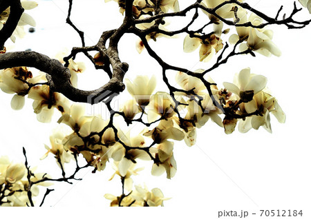 もくれん 70512184