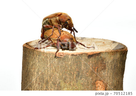 コガネムシ 70512185