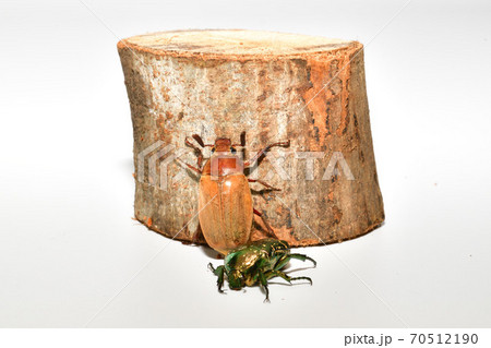 コガネムシ 70512190