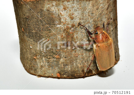 コガネムシ コガネムシ 70512191