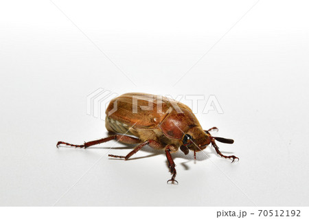コガネムシ 70512192