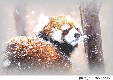 動物園の人気者 動物園の人気者 70512245