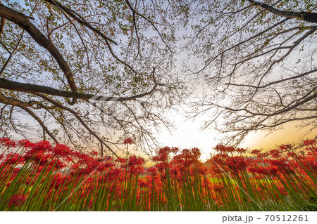 「埼玉県」見沼田んぼに咲く彼岸花を黄昏時に望む 70512261
