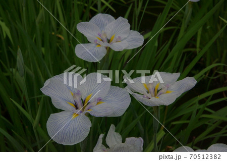 ハナショウブ 70512382