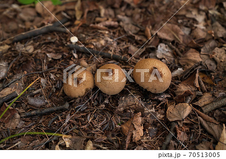 森のキノコ　ホコリタケ 70513005