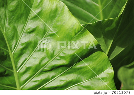 クワズイモの葉 クワズイモの葉 70513073