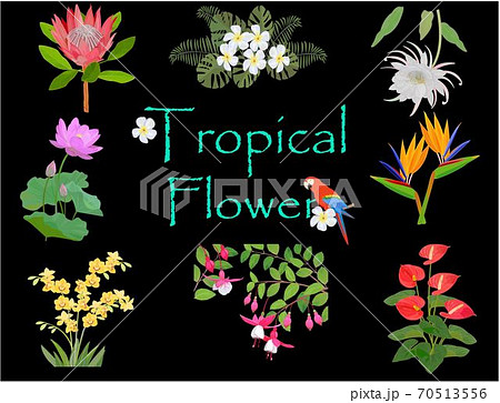 トロピカルフラワー 熱帯植物のイラスト素材