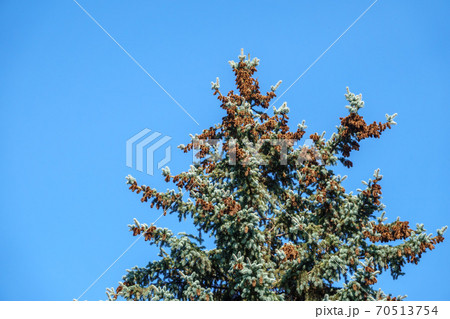 Spruce tree with a lot of cones against a blue sky. Spruce tree with a lot of cones against a blue sky. 70513754