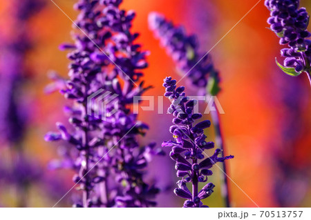 Blue Salvia farinacea flowers, or Mealy Cup Sage on red background, close-up. 70513757