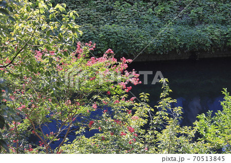 水辺のサルスベリ　　 70513845