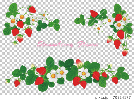 草莓圖框架設置線白色背景 草莓圖框架設置線白色背景 70514177